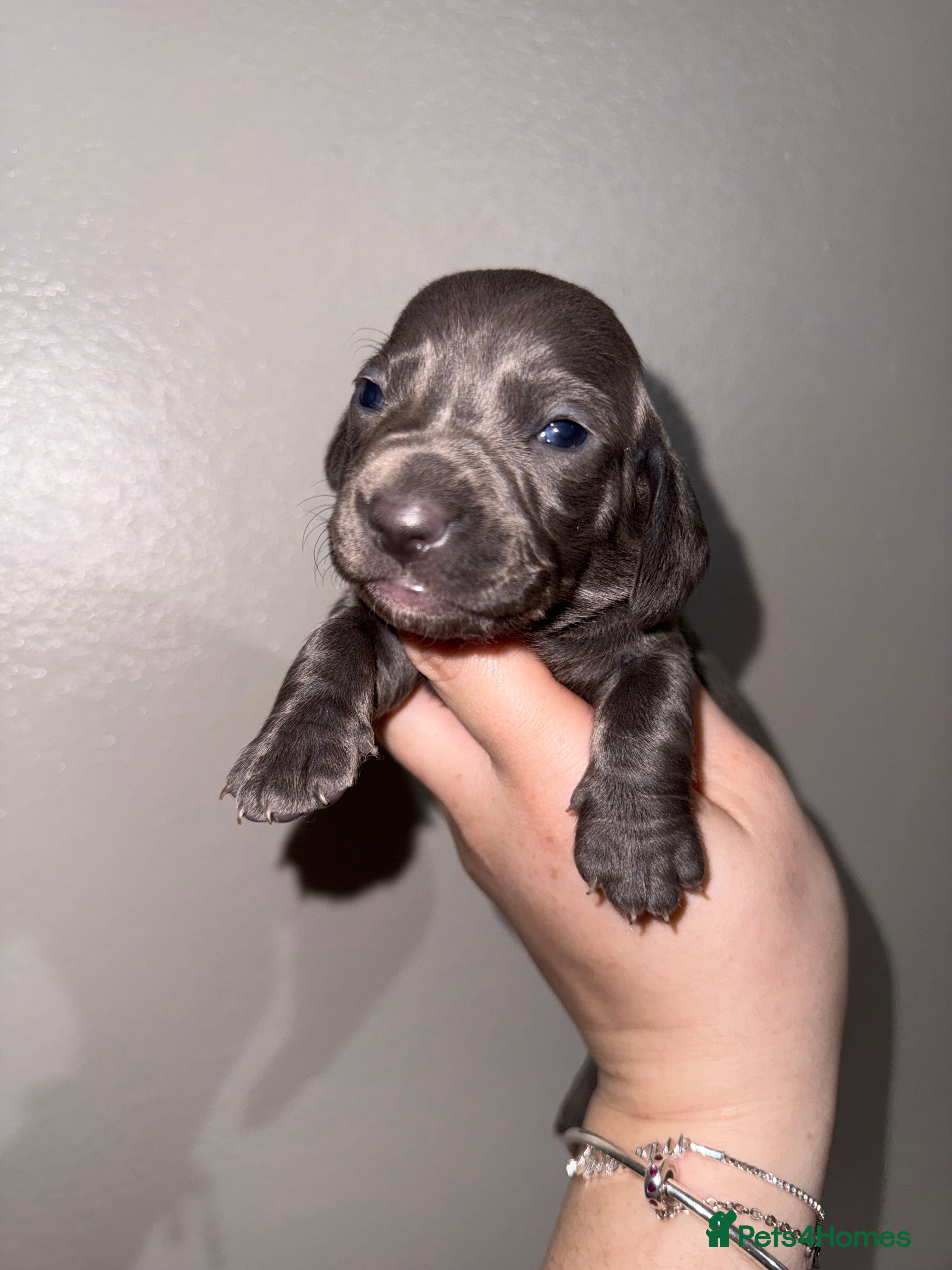 Miniature Dachshund dogs 6 miniature dachshund pups - Advert 11