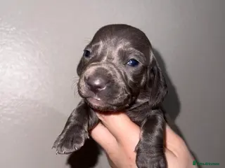 Miniature Dachshund dogs 6 miniature dachshund pups - Advert 11