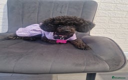 Chipoo dogs for sale: Princess Nelly  - Advert 5