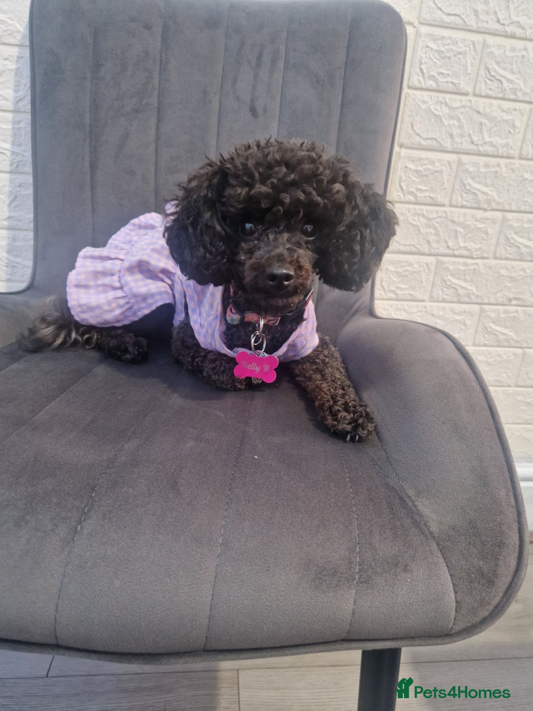 Chipoo dogs for sale: Princess Nelly  - Advert 5