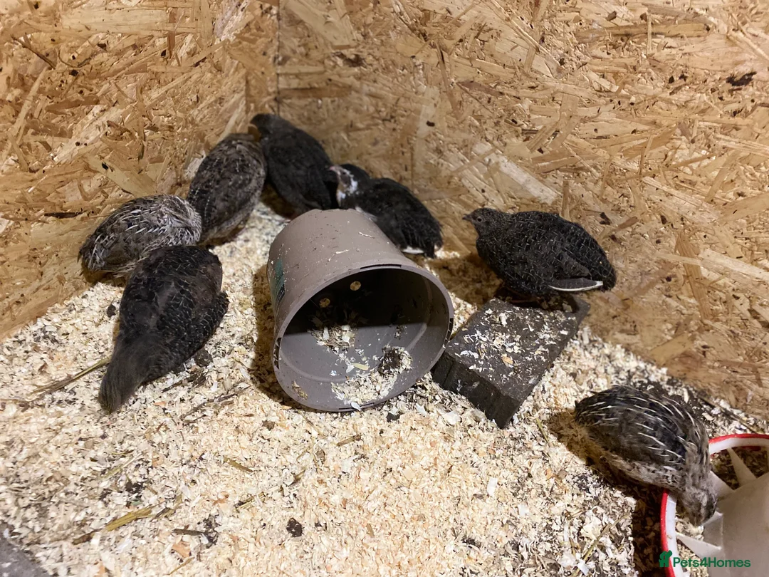Quail poultry for sale: Coturnix quails from day olds to laying females - Advert 3