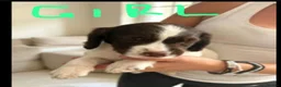 English Springer Spaniel dogs for sale: Springer spaniel puppies for sale - Advert 2