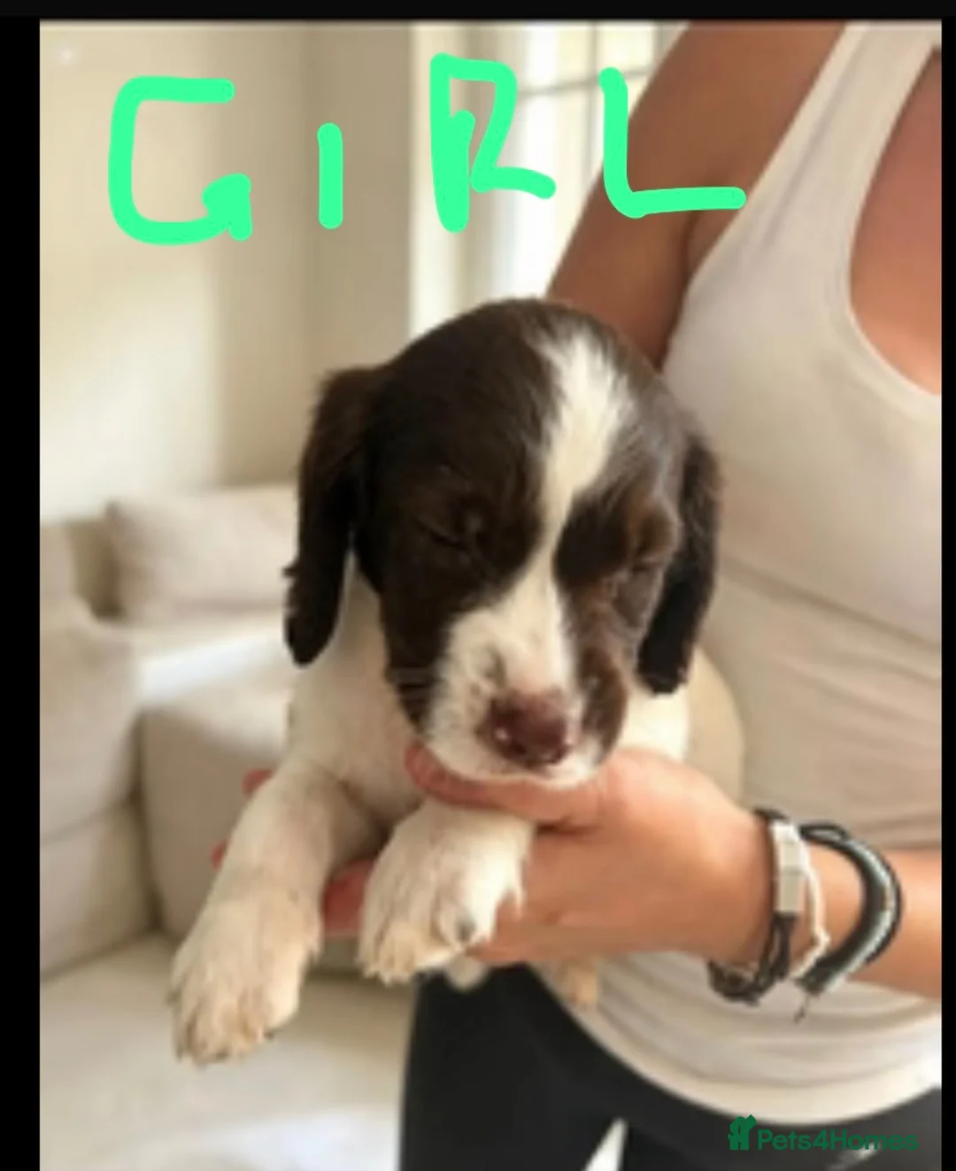 English Springer Spaniel dogs for sale: Springer spaniel puppies for sale - Advert 2