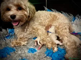 Maltipoo dogs 💞 Beautiful F1b Maltipoo puppies 💙 - Advert 11