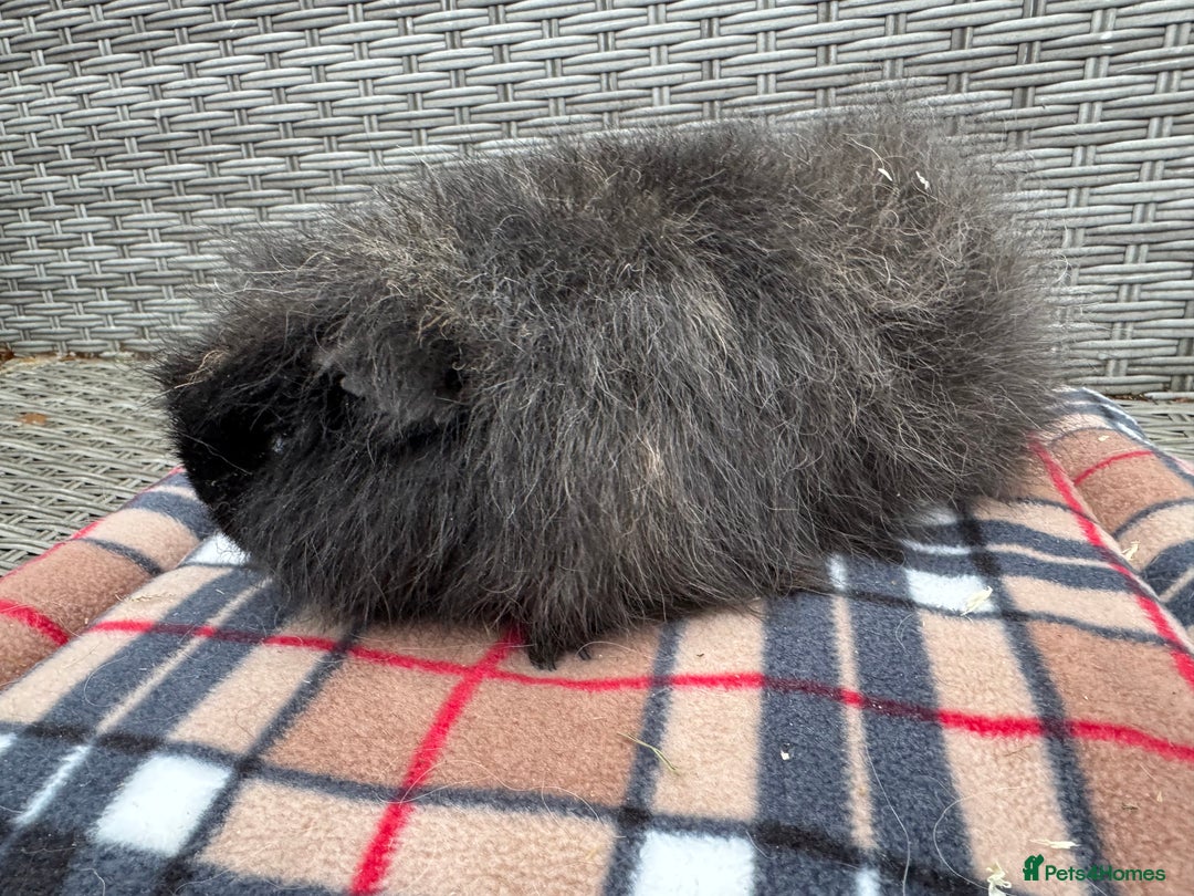 Guinea Pig rodents for sale: Beautiful boys  - Advert 11