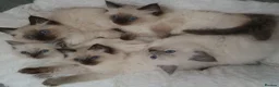 Ragdoll cats for sale:  GCCF Reg. Ragdolls Kittens CHAMPION LINES - Advert 2