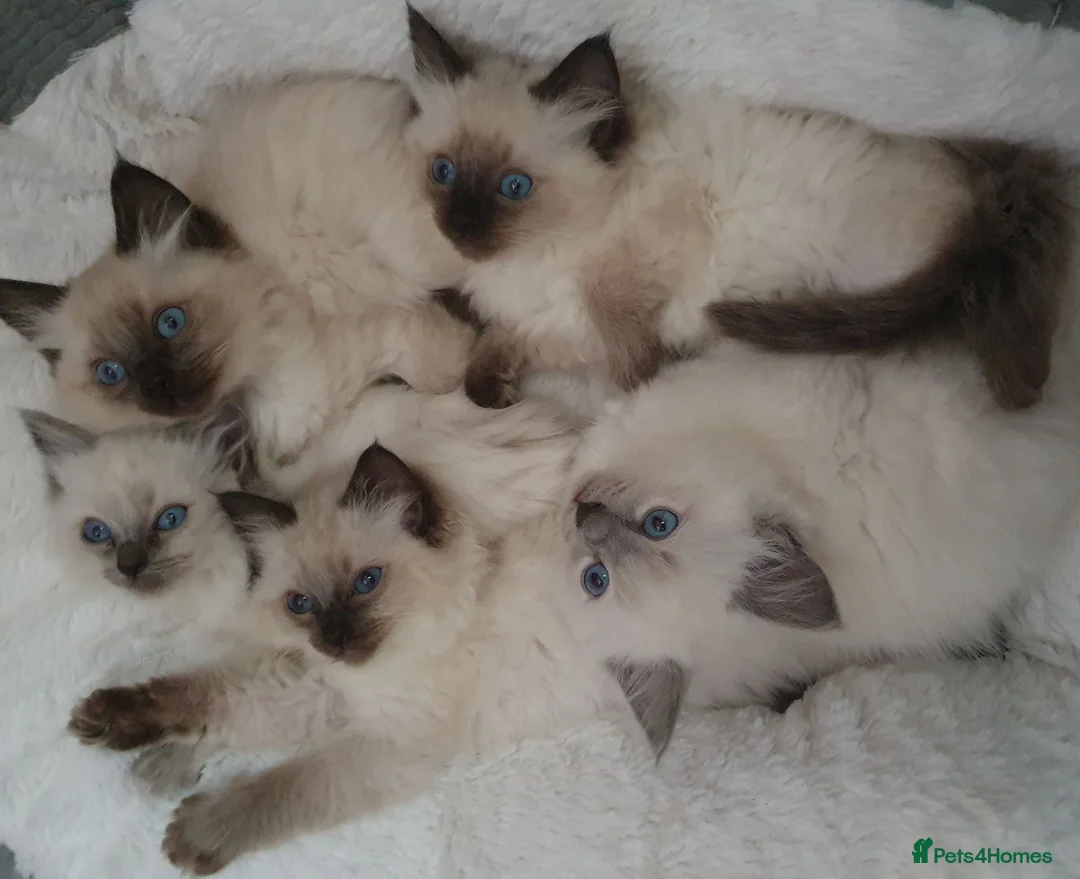 Ragdoll cats for sale:  GCCF Reg. Ragdolls Kittens CHAMPION LINES - Advert 2