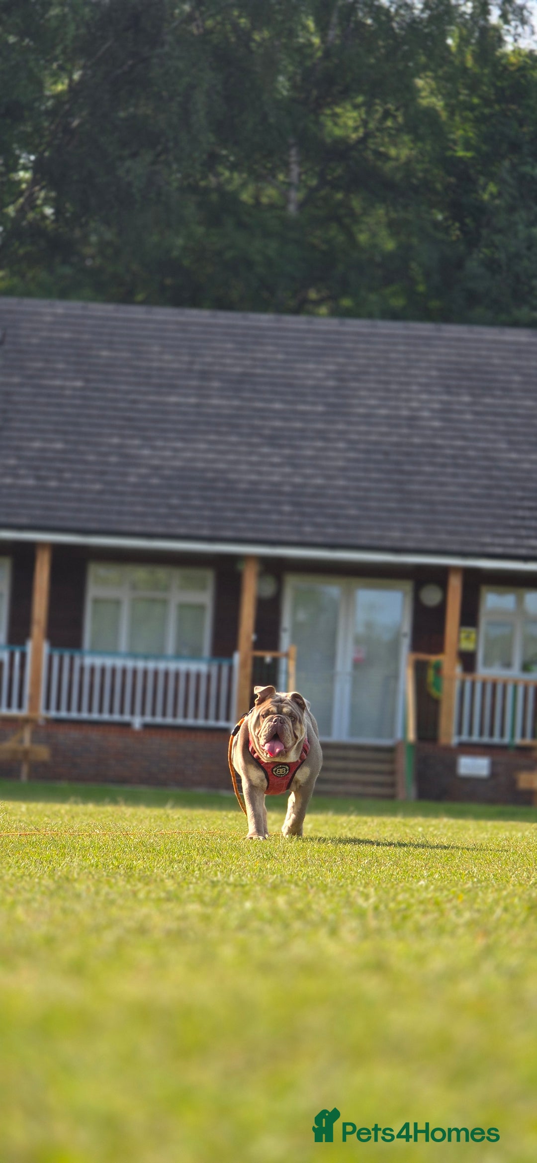 English Bulldog dogs for sale: Bulldog margo looking for loving new home - Image 3