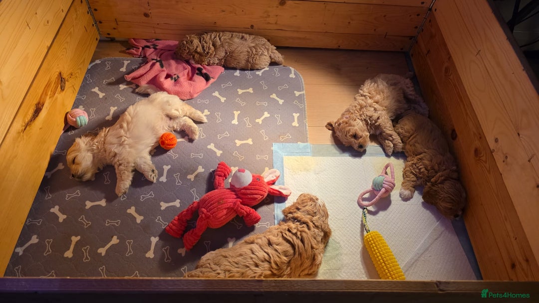 Mixed Breed dogs for sale: Gorgeous puppies for sale - Advert 3