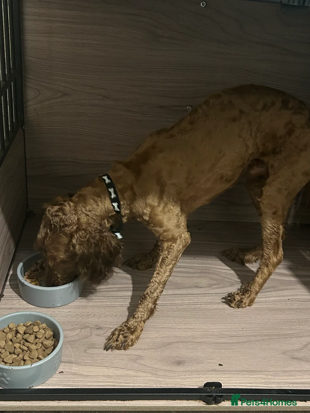 Cockapoo dogs for sale: Waffles - Advert 5