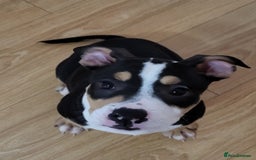 Mixed Breed dogs for sale: Pocket bully pup - Image 1