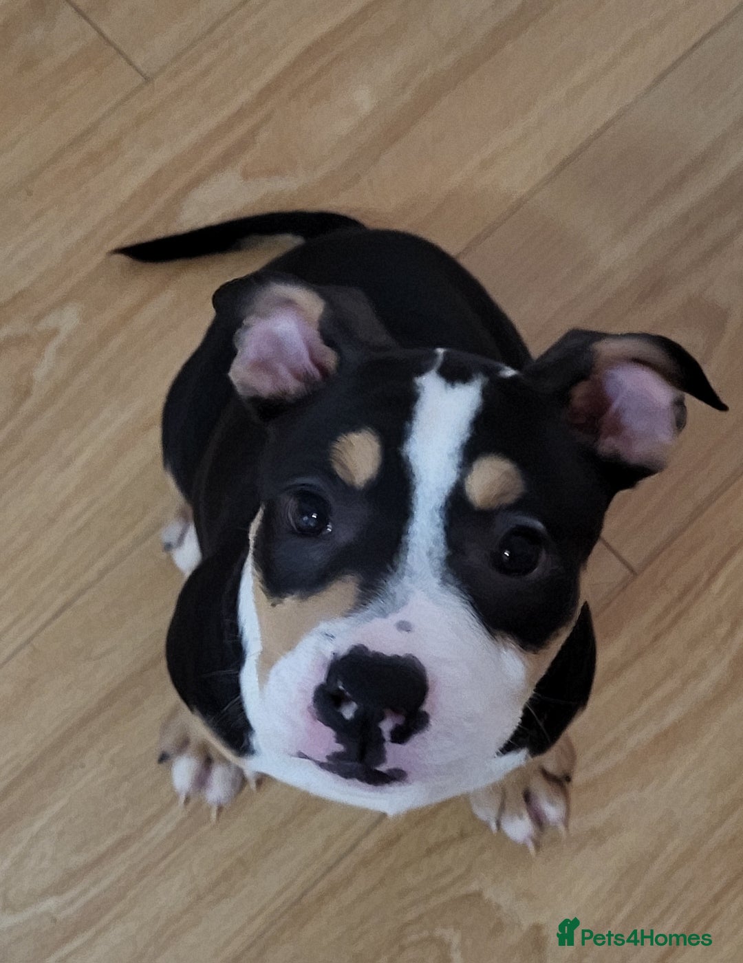 Mixed Breed dogs for sale: Pocket bully pup - Image 1