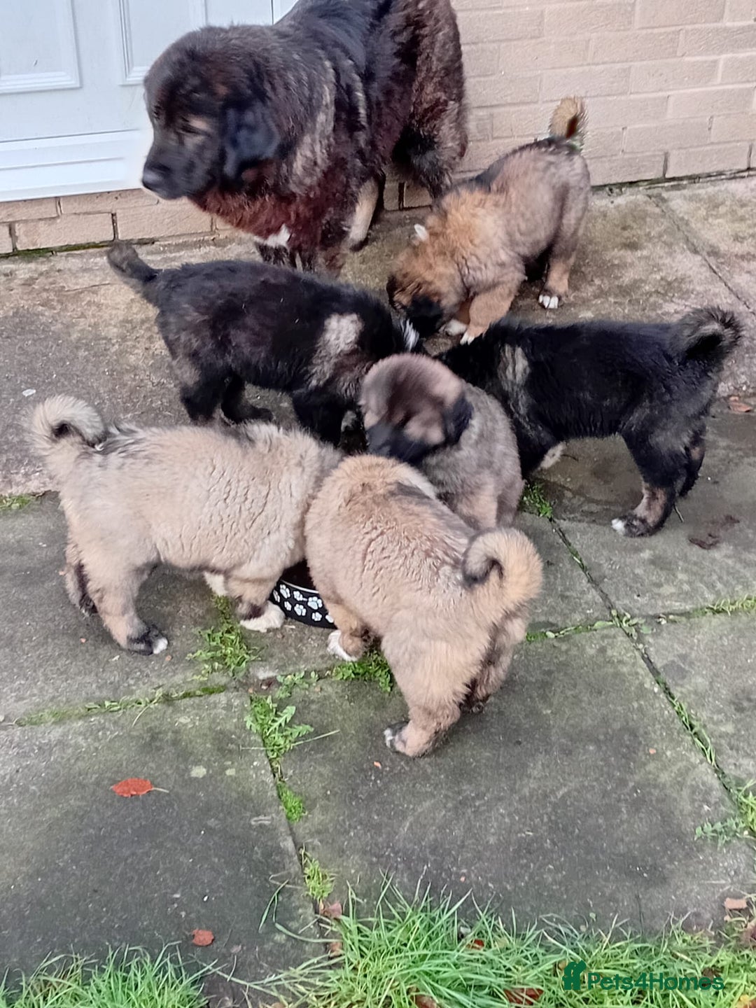 Caucasian Shepherd Dog dogs for sale: Caucasian shepherd puppies for sale - Advert 5