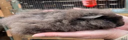 Guinea Pig rodents for sale: Baby guinea pigs  - Advert 14