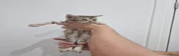 Bengal cats for sale: Bengal cat kitten in Birmingham - Advert 38