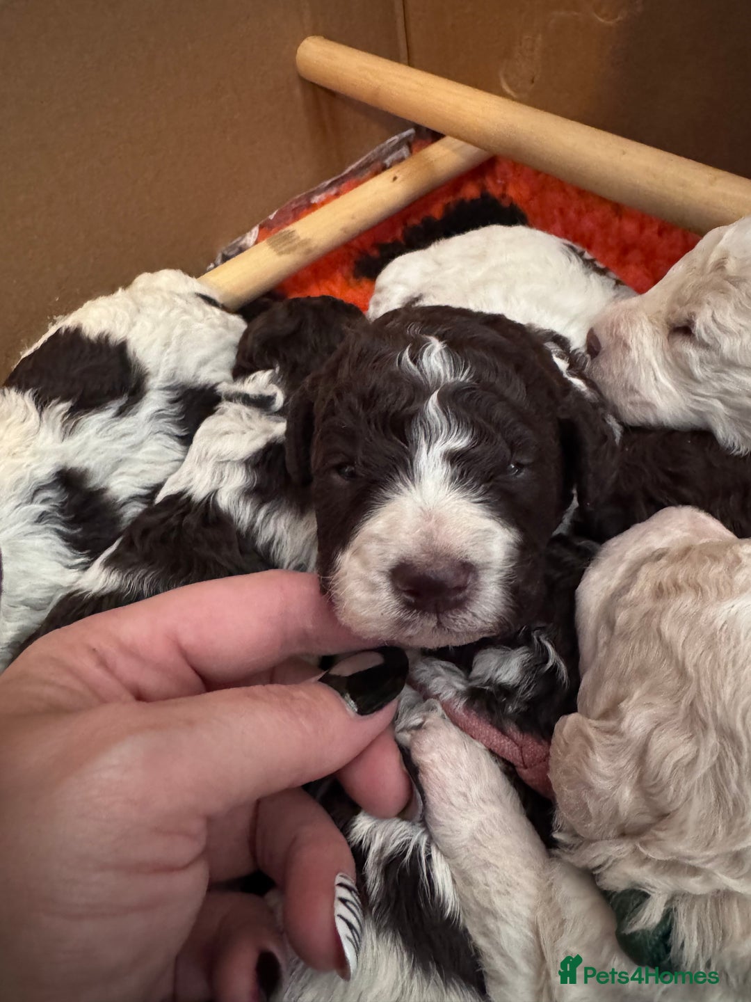 Lagotto Romagnolo dogs for sale: Quality litter  - Advert 5