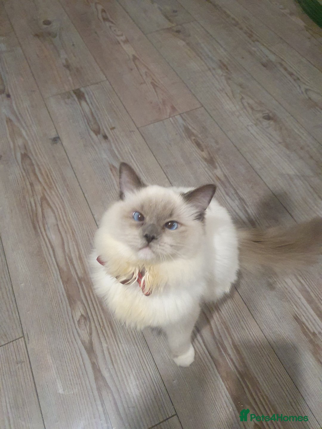 Ragdoll cats for sale: 6.5Months RagdollBoys - Advert 8