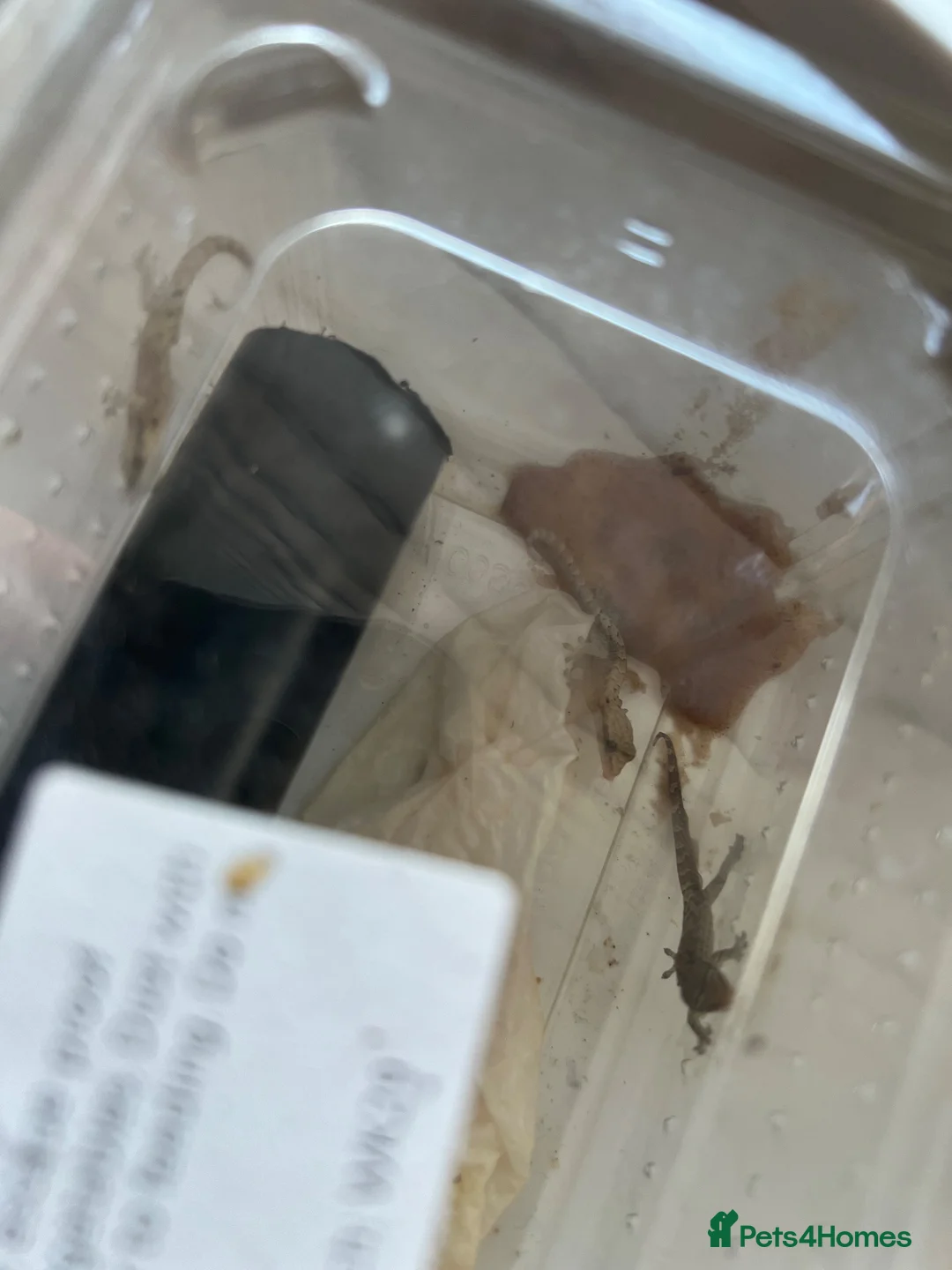 Gecko reptiles for sale: 4 Baby Mourning Geckos in Biggleswade - Advert 2