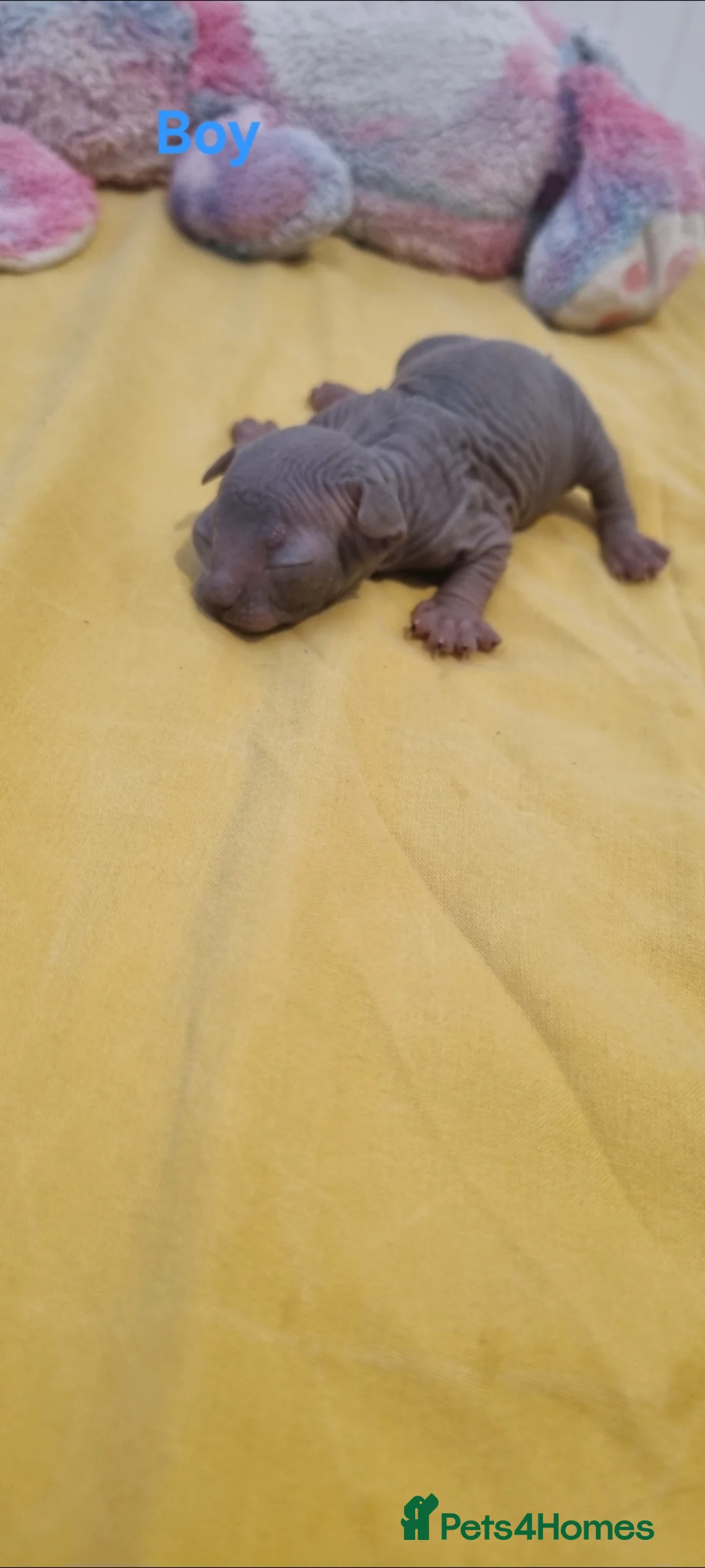 Sphynx cats for sale: Beautiful Newborn Sphynx Kittens4 kittens - Advert 2