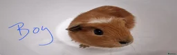 Guinea Pig rodents for sale: California x male and female Guinea pig babies  - Advert 10