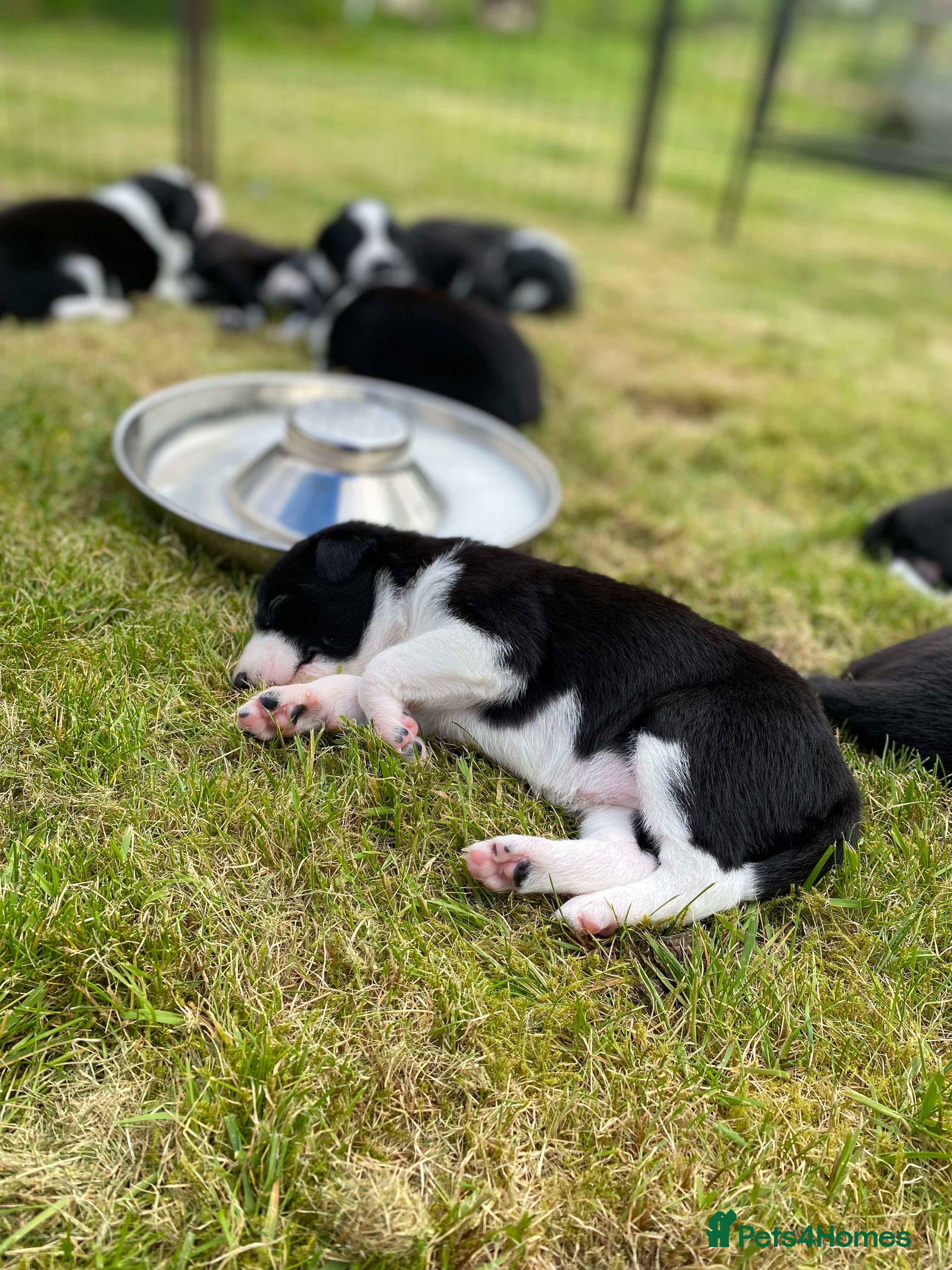 Mixed Breed dogs for sale: Border Collie Cross Pups ready for forever homes in Cairndow - Advert 11