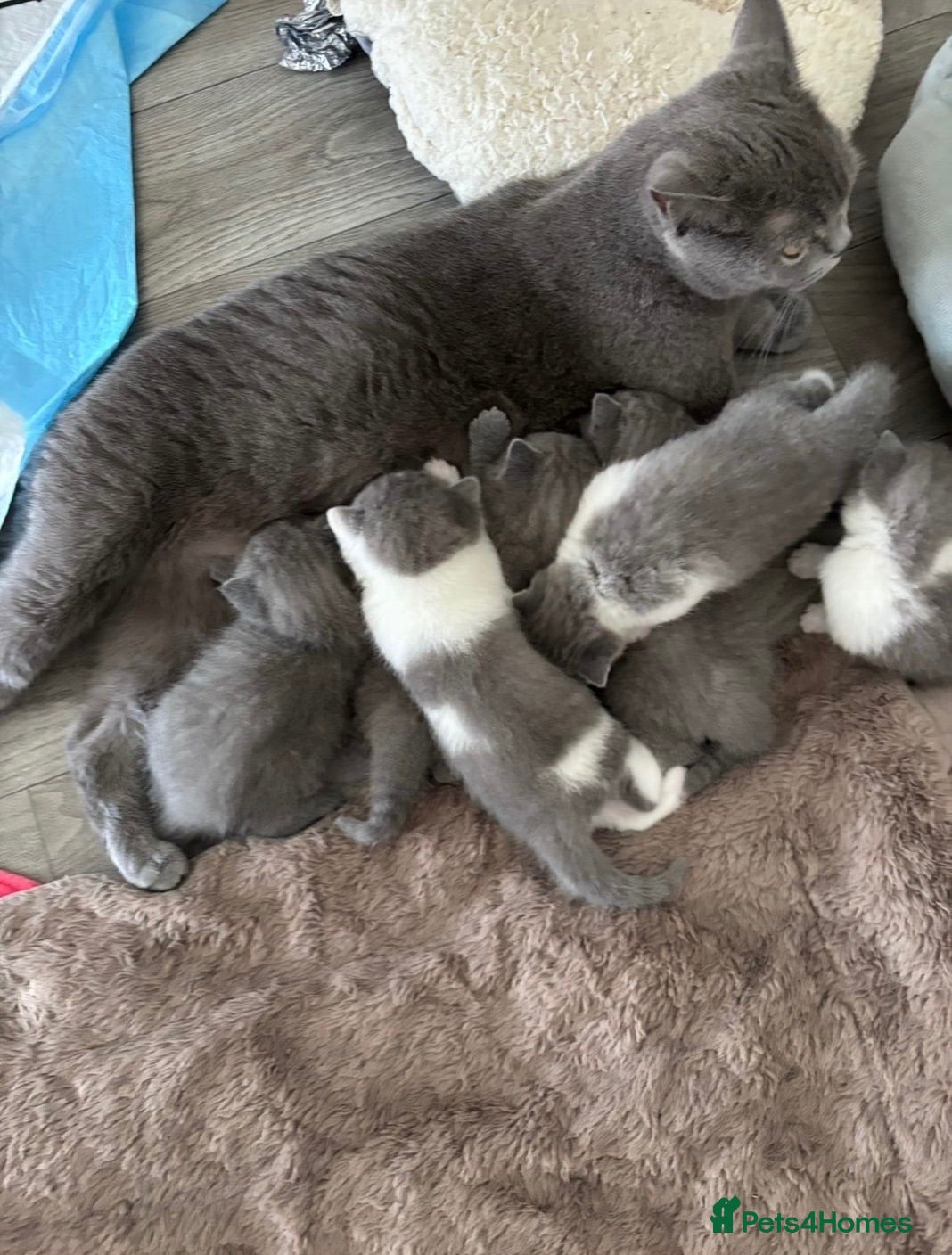 British Shorthair cats 🧸Chunky British Shorthair Kittens🧸 - Advert 2