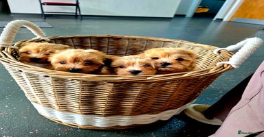 Maltipoo dogs - Advert 13