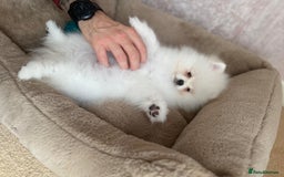 Pomeranian dogs for sale: ** Pomeranian/700g-11 week Champion EU Bloodline  - Image 11