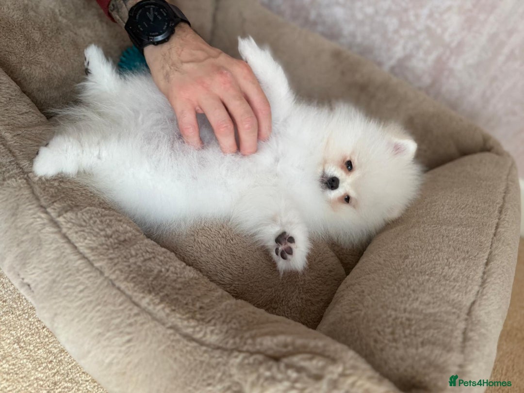Pomeranian dogs for sale: ** Pomeranian/700g-11 week Champion EU Bloodline  - Image 11