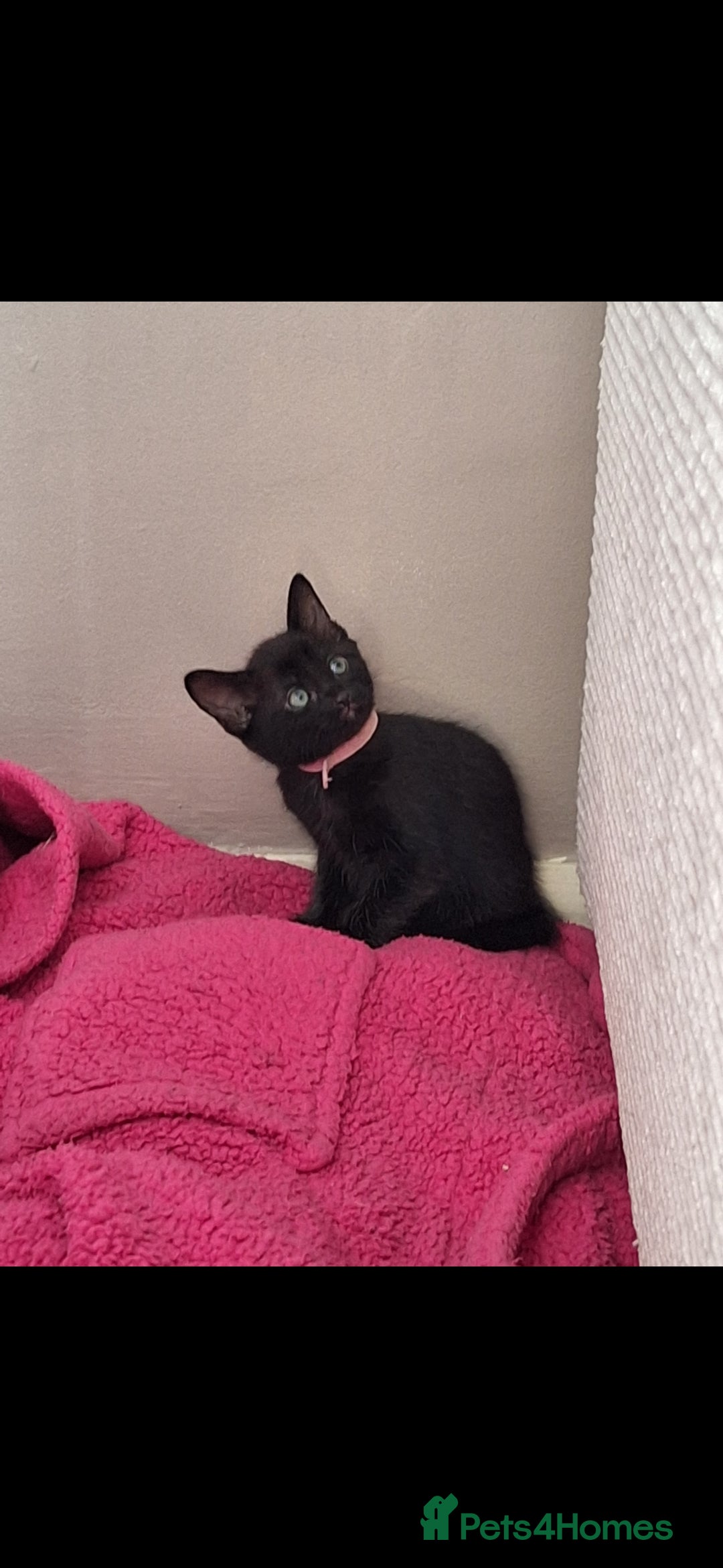 British Shorthair cats for sale: x2 black kittens - Image 7