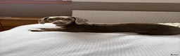 Miniature Dachshund dogs for sale: Miniature Dachshund looking for a home in Aberdeen - Advert 2