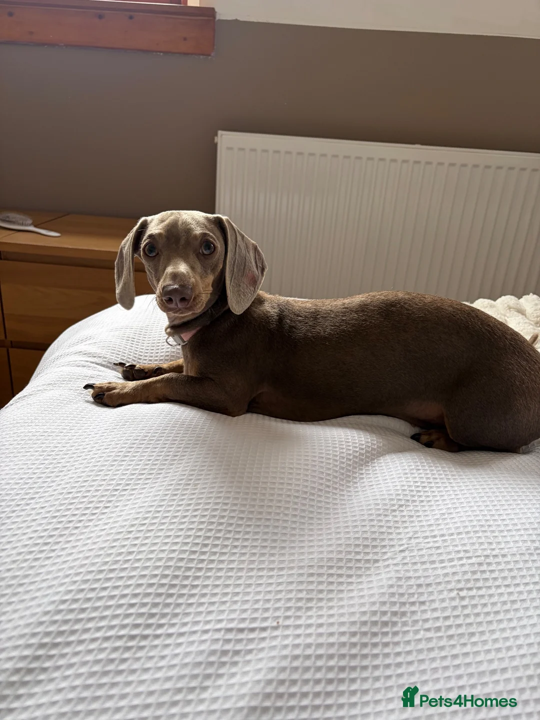 Miniature Dachshund dogs for sale: Miniature Dachshund looking for a home in Aberdeen - Advert 2