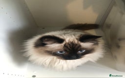 Ragdoll cats for sale: Two adorable ragdolls ready for new home  - Image 15