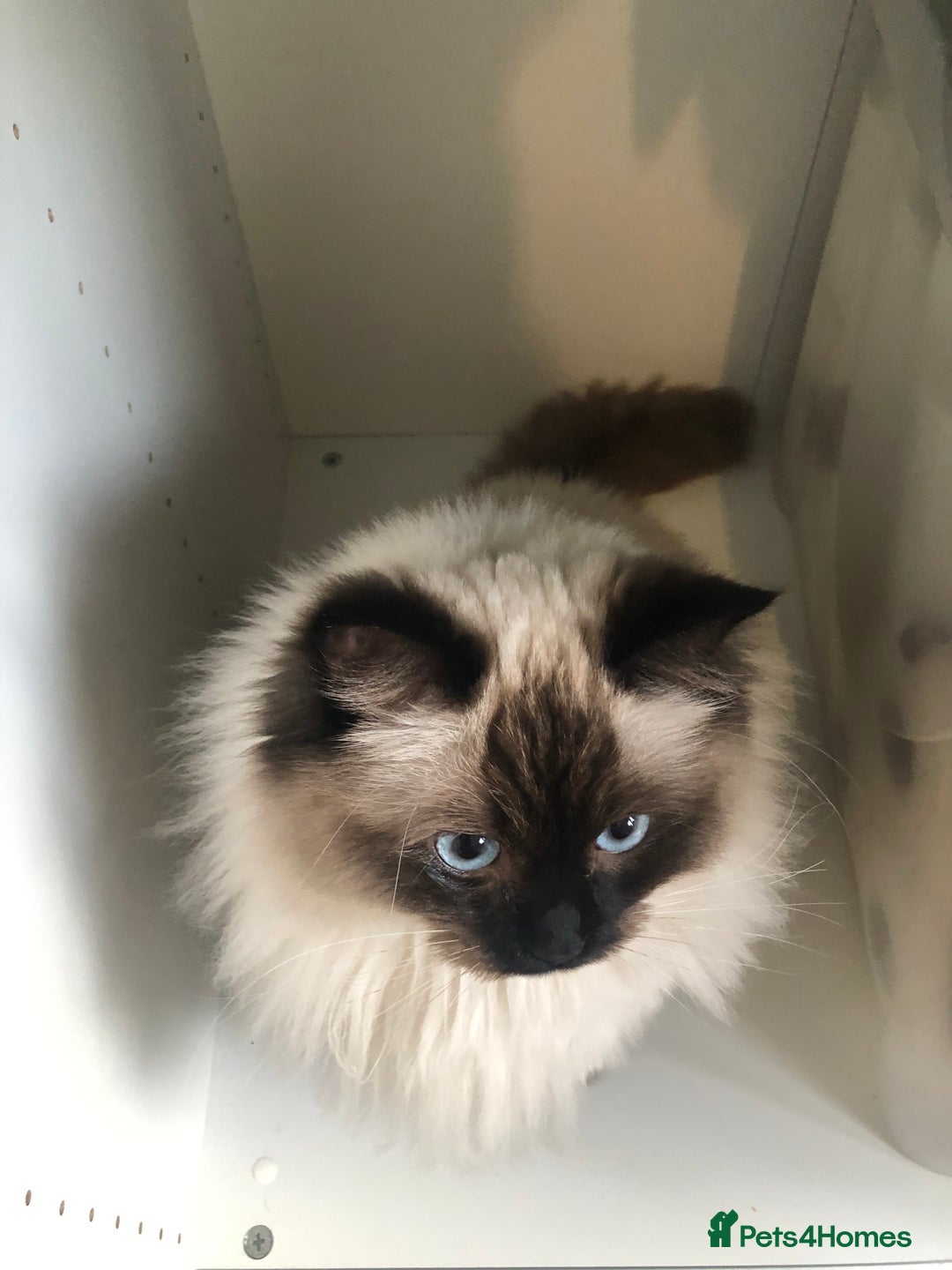 Ragdoll cats for sale: Two adorable ragdolls ready for new home  - Image 15