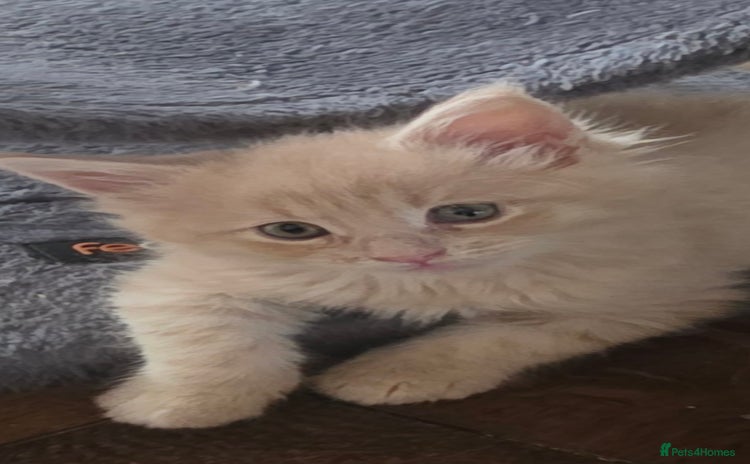 Maine Coon cats - Advert 1