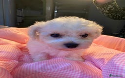 Bichon Frise dogs for sale: Beautiful kc registered bichon frise - Image 8