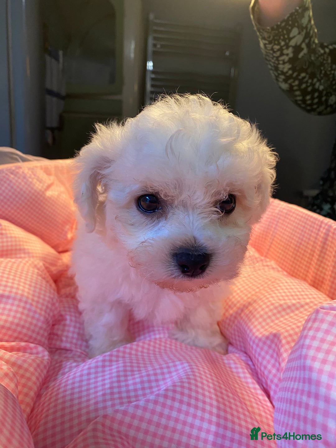 Bichon Frise dogs for sale: Beautiful kc registered bichon frise - Image 8
