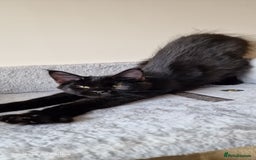 Maine Coon cats for sale: Pure Maine coon - Image 19