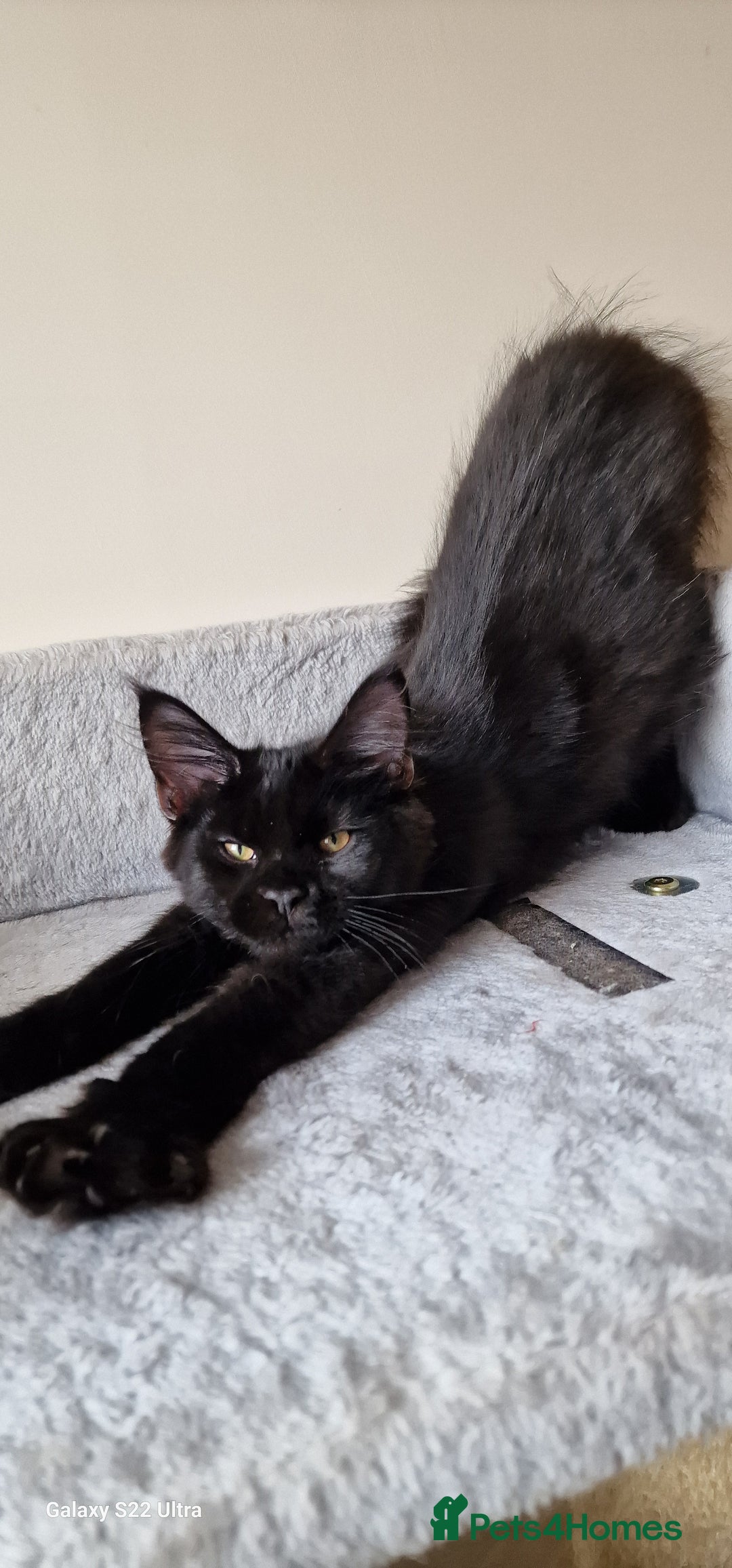 Maine Coon cats for sale: Pure Maine coon - Image 19