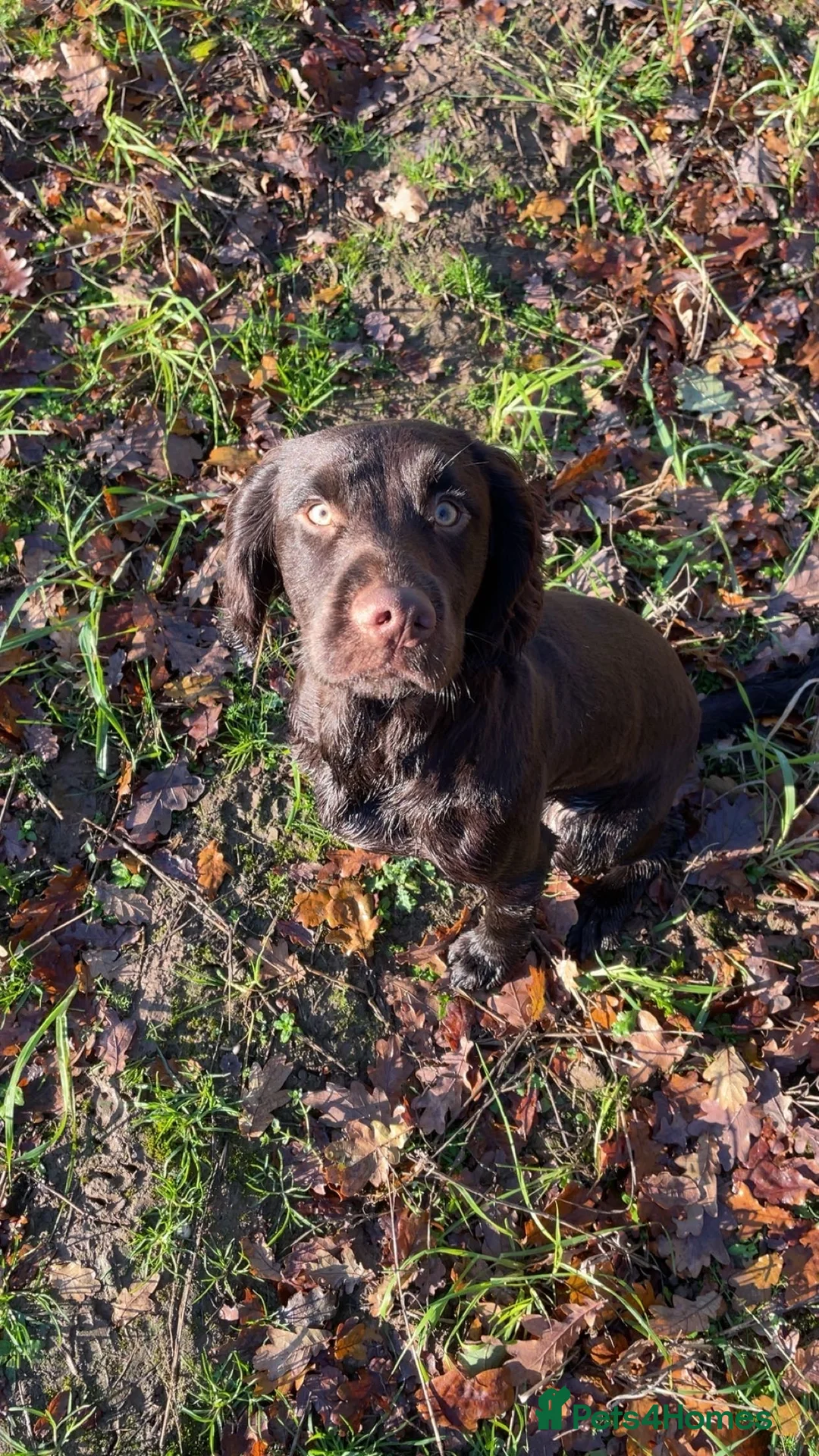 Cocker Spaniel dogs for stud: Chocolate Working Cocker Spaniel Stud – Clarkson in Burton-on-Trent - Advert 1