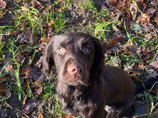 Cocker Spaniel dogs Chocolate Working Cocker Spaniel Stud – Clarkson - Advert 17