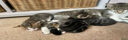 Mixed Breed cats for sale: Ready to leave: 9 weeks old-Tabby kittens  - Advert 5