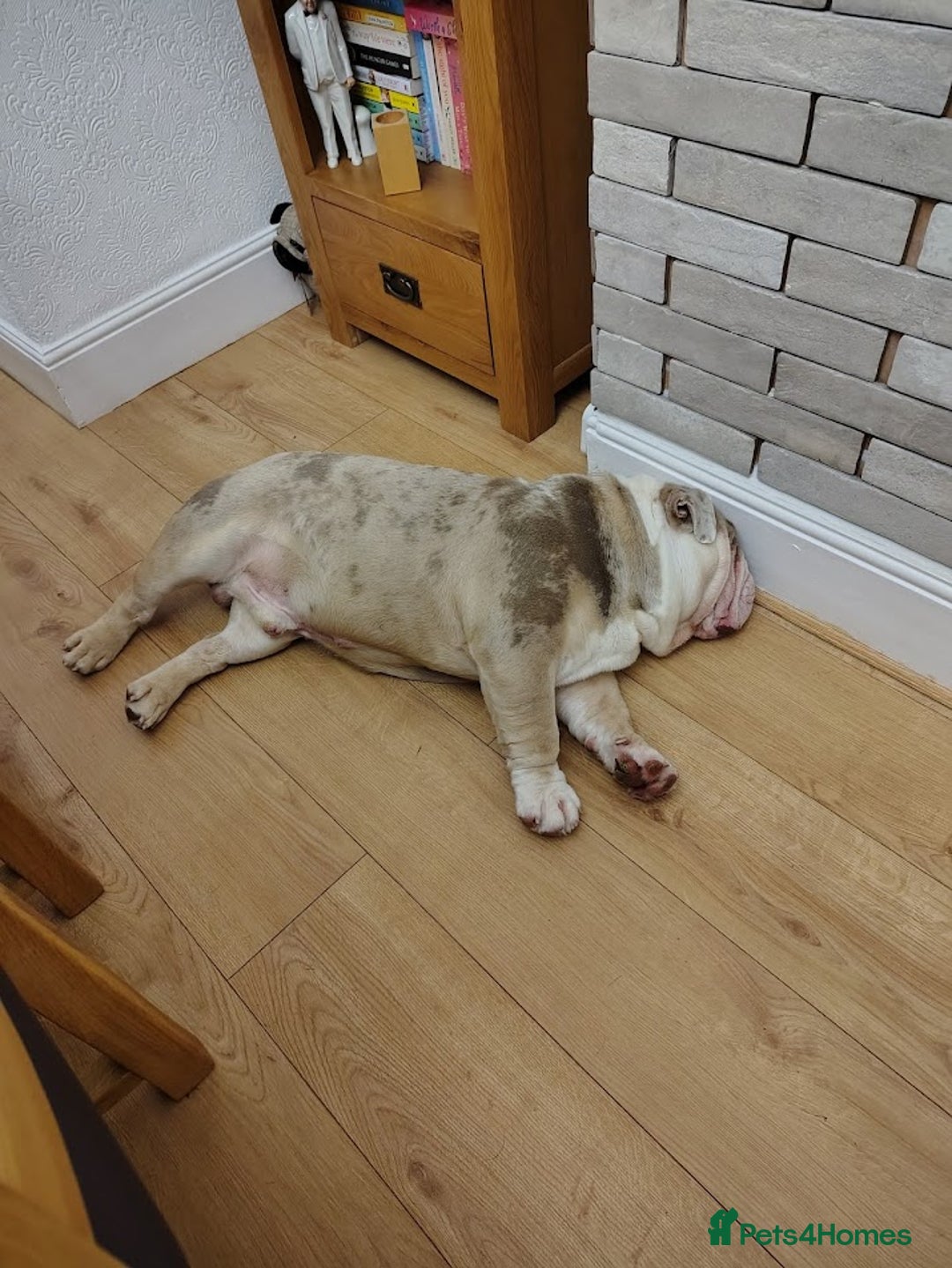 English Bulldog dogs for sale: English Bulldog – Male – 16 Months Old - Advert 4