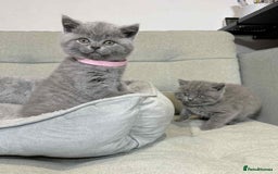 British Shorthair cats for sale: Chunky British Shorthair Blue Kittens 🐱💙 - Image 38