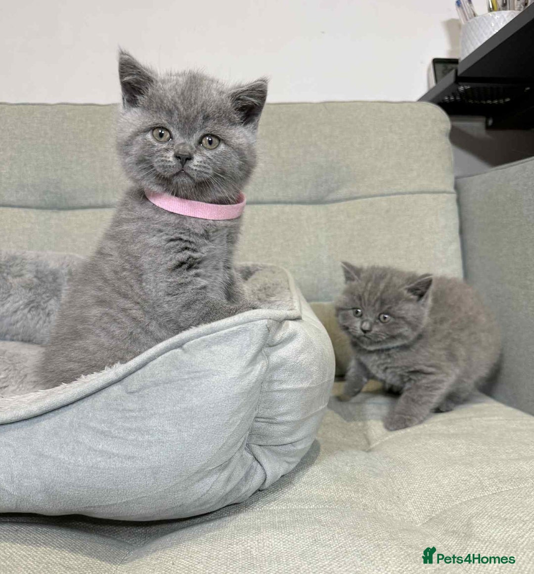 British Shorthair cats for sale: Chunky British Shorthair Blue Kittens 🐱💙 - Image 38
