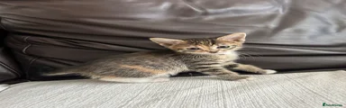 Turkish Angora mix GIRL