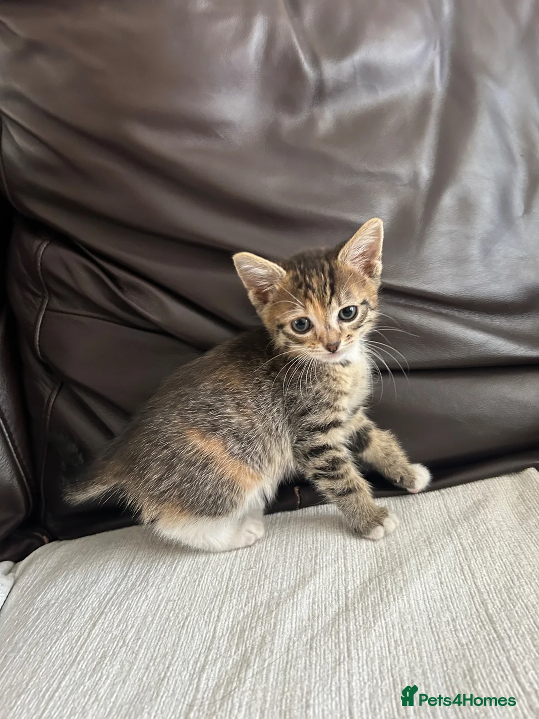 Turkish Angora cats for sale: Beautiful Kittens  - Advert 15