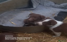 Border Collie dogs for sale: Border collie puppies  - Image 4