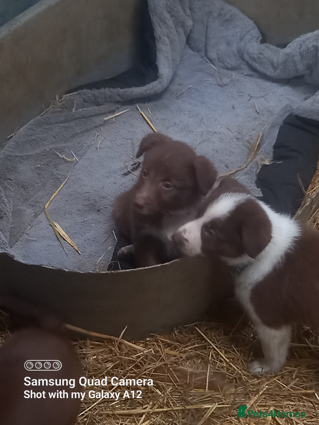 Border Collie dogs for sale: Border collie puppies  - Image 4