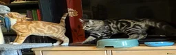 Mixed Breed cats for sale: KITTENS LOOKING FOR HOMES in Malton - Advert 25